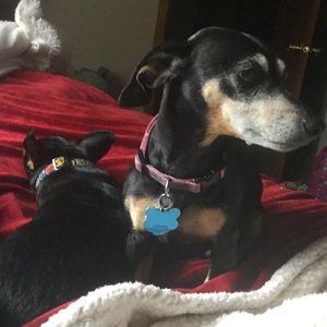 Meet your Posher, Josh